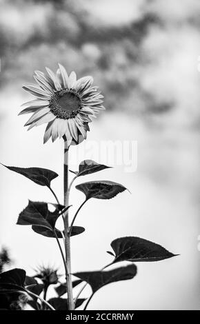 Eine einjährige Sonnenblume (Helianthus) steht gegen eine scheinbare Wand von Weiße Wolken Stockfoto