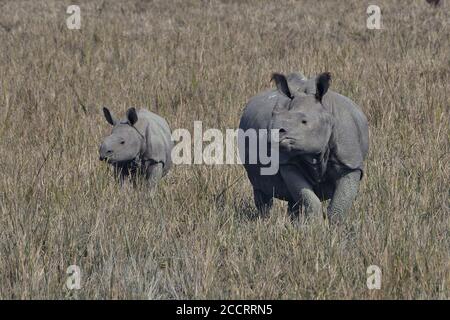 Greater One Horned Rhino Mit Ihrem Kalb Stockfoto