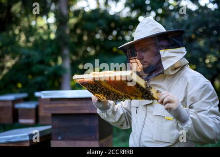 Portrait des Menschen Imker hält Wabenrahmen voll von Bienen in Bienenhaus. Stockfoto