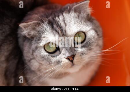 Flauschig grau schöne Erwachsene Katze, Rasse schottischen Falte, close Portrait. Stockfoto
