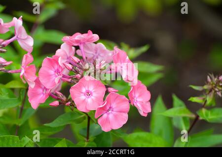 Pink Garden Phlox. Blühender Zweig der rosa Phlox im Garten. Weicher, unscharfer selektiver Fokus, Nahaufnahme. Stockfoto