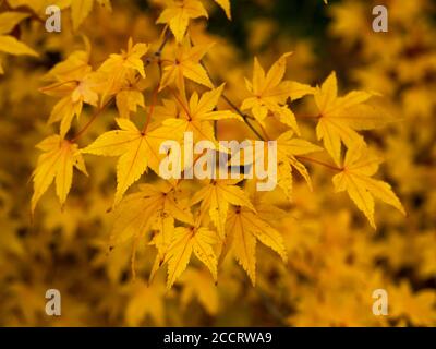 Nahaufnahme des schönen lebendigen helle gelbe Blätter auf einem Acer Baum im Herbst Stockfoto