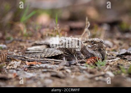 Ziegenmelker, Caprimulgus europaeus, europäischer Nachtschwalbe Stockfoto