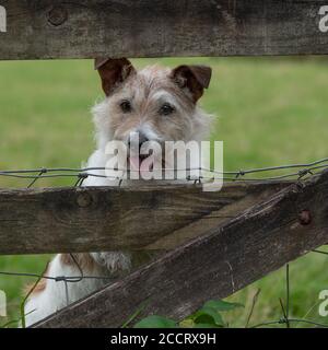 Jack Russell Terrier Hund Stockfoto