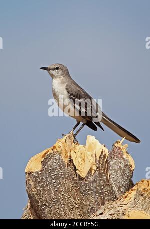 Nördlicher Mockingbird (Mimus polyglottos orpheus) Erwachsener auf dem Baumstumpf La Belen, Kuba März Stockfoto