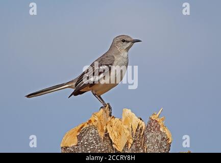 Nördlicher Mockingbird (Mimus polyglottos orpheus) Erwachsener auf dem Baumstumpf La Belen, Kuba März Stockfoto