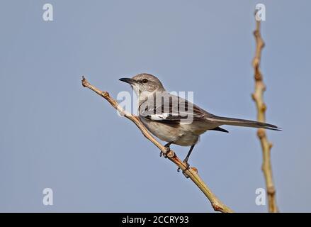 Nördlicher Mockingbird (Mimus polyglottos orpheus) Erwachsener auf dem toten Zweig Cayo Coco, Kuba März Stockfoto