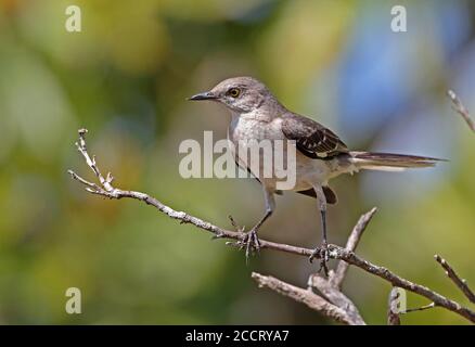 Nördlicher Mockingbird (Mimus polyglottos orpheus) Erwachsener, mit überwuchertem Unterkiefer, thront auf der toten Halbinsel Zapata, Kuba März Stockfoto