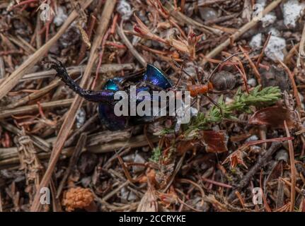 Südliche Waldante, Formica rufa, ziehen Teil des Dor Käfer auf Heide nisten, Dorset. Stockfoto