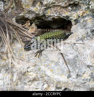 Männliche Wandeidechse Podarcis muralis auf einer Kalksteinwand In der Avon Gorge Bristol UK Stockfoto