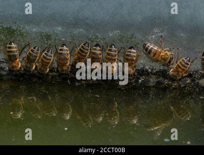 Arbeiter Honigbienen, APIs mellifera, Trinken auf der vertikalen Oberfläche an der Wasserwanne. Hampshire. Stockfoto