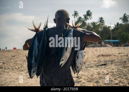 Black African man trägt Thunfischfische auf der Straße Fischmarkt in Nungwi Dorf in s Morgen nach dem Angeln Stockfoto