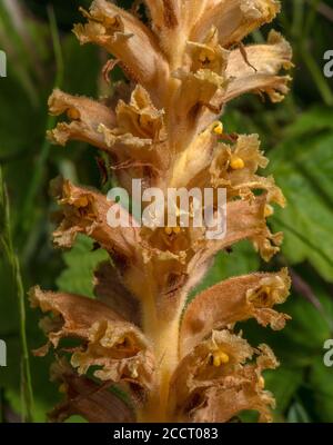 Knapweed Broomrape, Orobanche elatior - Parasit auf Greater Knapweed, Kreide Unterland, Ameisen. Stockfoto