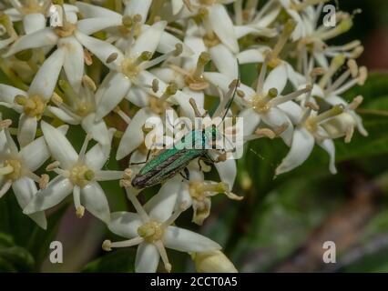 Weibliche Dickkäfer, Oedemera nobilis, füttert an Dogwood-Blüten, im Landesboden. Hants. Stockfoto