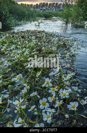 Stream Water-Crowfoot, Ranunculus penicillatus ssp. Pseudofluitans in den oberen Fluss Allen und seine Aue über Wimborne St. Giles, Dorset. Stockfoto