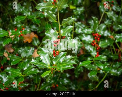 Holly Bush, Ilex, mit glänzend grünen Blättern und roten Beeren Stockfoto