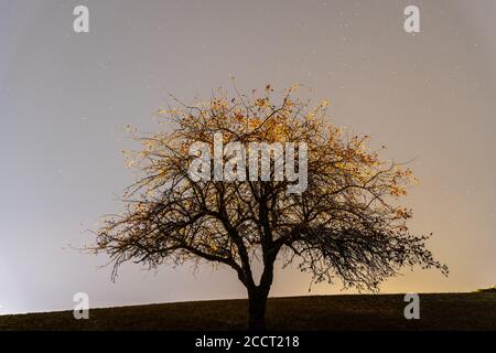 Baum bei Nacht mit Sternen Stockfoto