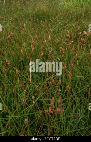 Braune Sedge, Carex desticha, in Blüte in Auen Wiese, Fluss Avon, Hants. Stockfoto