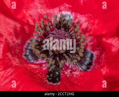 Mohnblume, Papaver-Rhoeas, Blume in Nahaufnahme. Stockfoto