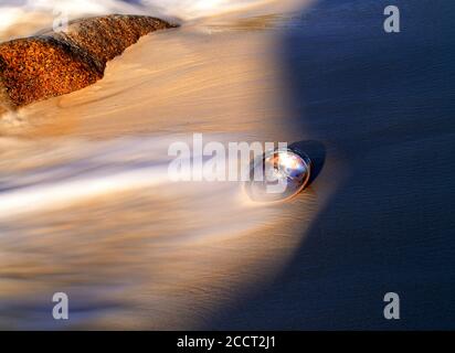 Abalone Muschel Haliotis Iris auf Welle gefegt sandigen Ufer an sonnenaufgang Stockfoto