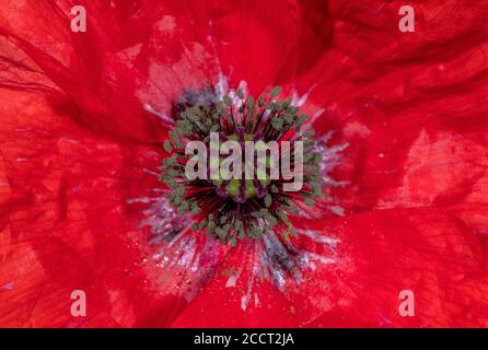 Mohnblume, Papaver-Rhoeas, Blume in Nahaufnahme. Stockfoto