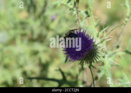 Hummel auf lila Distel Stockfoto
