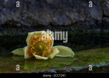 Weicher Fokus einer gefallenen Tulpenbaumblüte (Liriodendron tulipifera) Oder Tulpenpappel Stockfoto