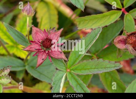 Marsh cinquefoil, Comarum palustre, in der Blüte in saurem Wasser, Wareham Common, Dorset. Stockfoto