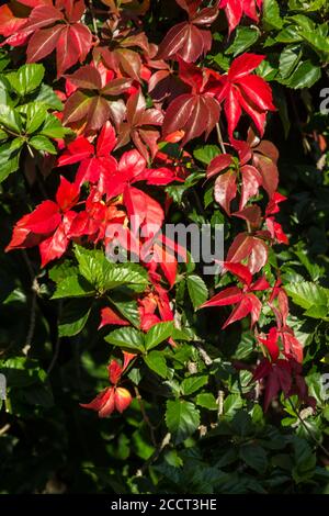 Eine Wand bedeckt mit scharlachroten, grünen und burgunderfarbenen Blättern eines Virginia-Kriechtieres, Parthenocissus quinquefolia, im Frühherbst Stockfoto