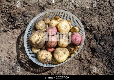 Korb mit frisch gegrabenen weißen Kennebec und roten Pontiac-Kartoffeln Im Korb im Garten Stockfoto