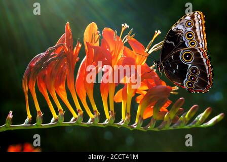 Blauer Morpho Schmetterling lateinischer Name Morpho peleides auf einem Montbretia Lateinischer Name Crocosmia 'Luzifer' Stockfoto