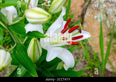 Schöne weiße Casablanca Lily, Lilium Oriental Casa Blanca, in Blüte Nahaufnahme mit leuchtend roten Staubgefäßen Stockfoto