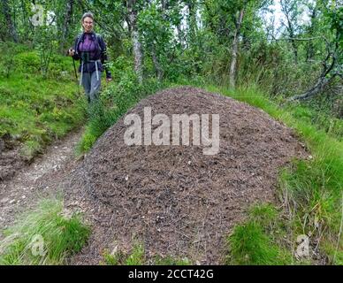 Ein Spaziergänger, der an einer Ameise vorbeigeht ( Formica rufa ) Nest über einen Meter hoch von einem Pfad in einem Norwegischer Birkenwald Stockfoto