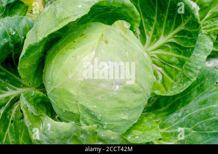 Kohl-Kopf, Brassica oleracea, Nahaufnahme wächst im Sommergarten Stockfoto