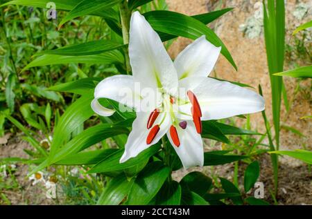 Schöne weiße Casablanca Lily, Lilium Oriental Casa Blanca, in Blüte Nahaufnahme mit leuchtend roten Staubgefäßen Stockfoto