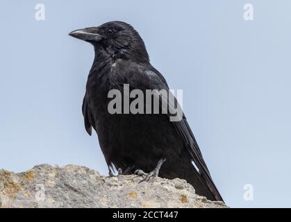Aaskrähe, Corvus corone, auf Felsen thront. Stockfoto