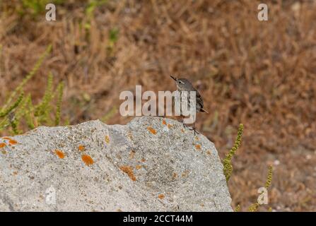 Felspipit, Anthus petrosus, auf Küstenfelsen während der Brutzeit thront, Dorset. Stockfoto