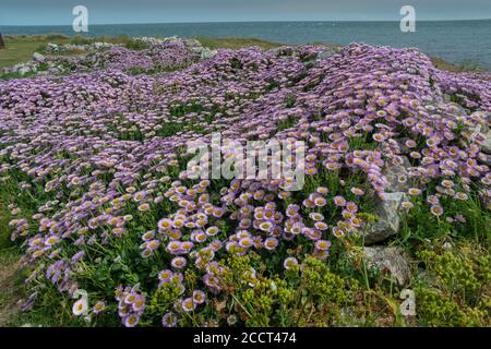 Seaside Daisy, Erigeron glaucus, in Massen an der Kalksteinküste von Portland, Dorset, eingebürgert. Stockfoto