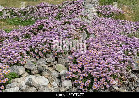 Seaside Daisy, Erigeron glaucus, in Massen an der Kalksteinküste von Portland, Dorset, eingebürgert. Stockfoto