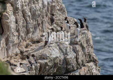 Gruppe von Guillemots, Uria Aalge, und ein Razorbill, auf Kalkstein Vorsprung während der Brutzeit. Portland, Dorset. Stockfoto