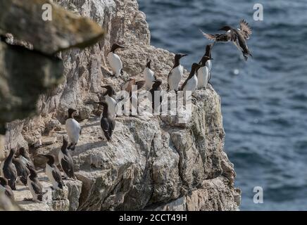 Gruppe der Gemeinen Guillemots, Uria aalge, - einschließlich einer Zange Form - auf Kalkstein Vorsprung während der Brutzeit. Portland, Dorset. Stockfoto