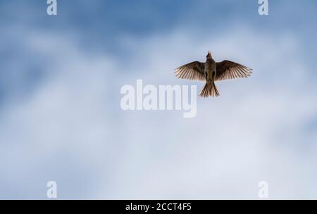 Skylark, Alauda arvensis, im Flug während der Brutzeit. Stockfoto