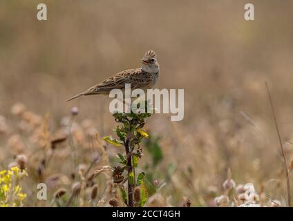 Skylark, Alauda arvensis, thront während der Brutzeit auf der borstigen Oxtongue. Stockfoto