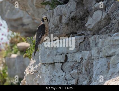 Wanderfalke, Falco peregrinus adult thront auf einer Klippe in der Nähe von Nistplatz. Portland, Dorset. Stockfoto