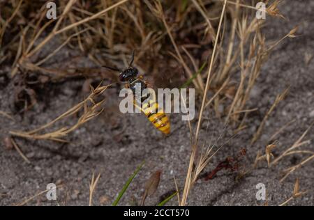 Bienenwolf Weibchen, Philanthus triangulum, schwebt in der Nähe von Nestloch in sandigen Heide. Stockfoto