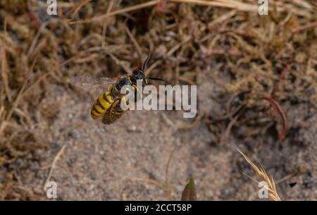 Weibliche Bienenwolf, Philanthus triangulum, Ankunft in Nest Loch mit Honigbienenbeute. Dorset. Stockfoto