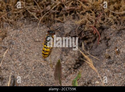 Weibliche Bienenwolf, Philanthus triangulum, Ankunft in Nest Loch mit Honigbienenbeute. Dorset. Stockfoto