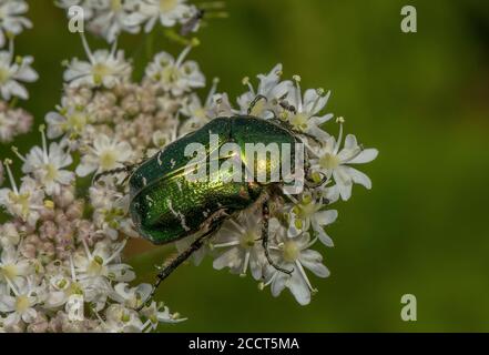 Rose Chafer, Cetonia aurata, Fütterung von Hogweed Blumen, Dorset. Stockfoto