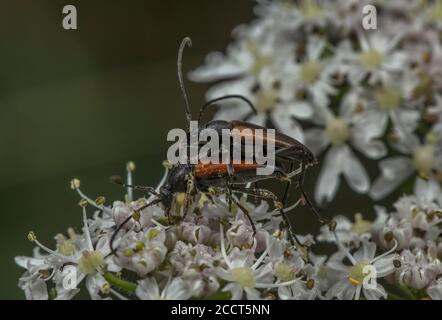 Paarung von Fairy-Ring-Langhornkäfer, Pseudovadonia livida, Fütterung von Hogweed-Blüten, Dorset. Stockfoto