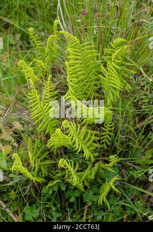 Marschfarn, Thelypteris palustris, Wedel in fen, Purbeck, Dorset. Stockfoto